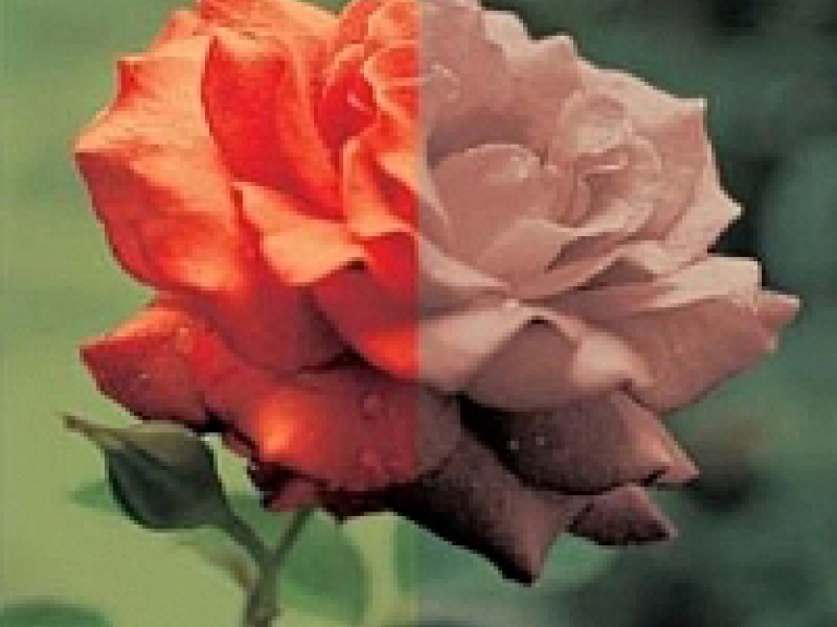 רואים רחוק רואים שקוף